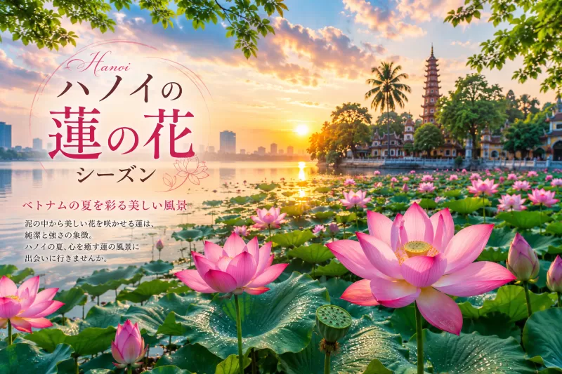 ハノイの蓮の花シーズン｜西湖で楽しむベトナムの夏の絶景・ハノイ市内観光オススメツアー・日本語ガイド付き